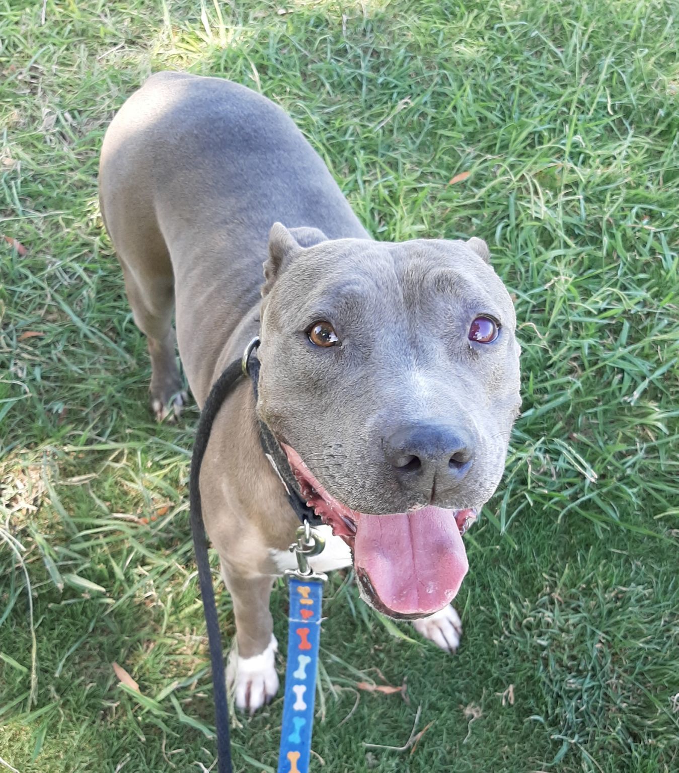 Adopt a friend: Tiki